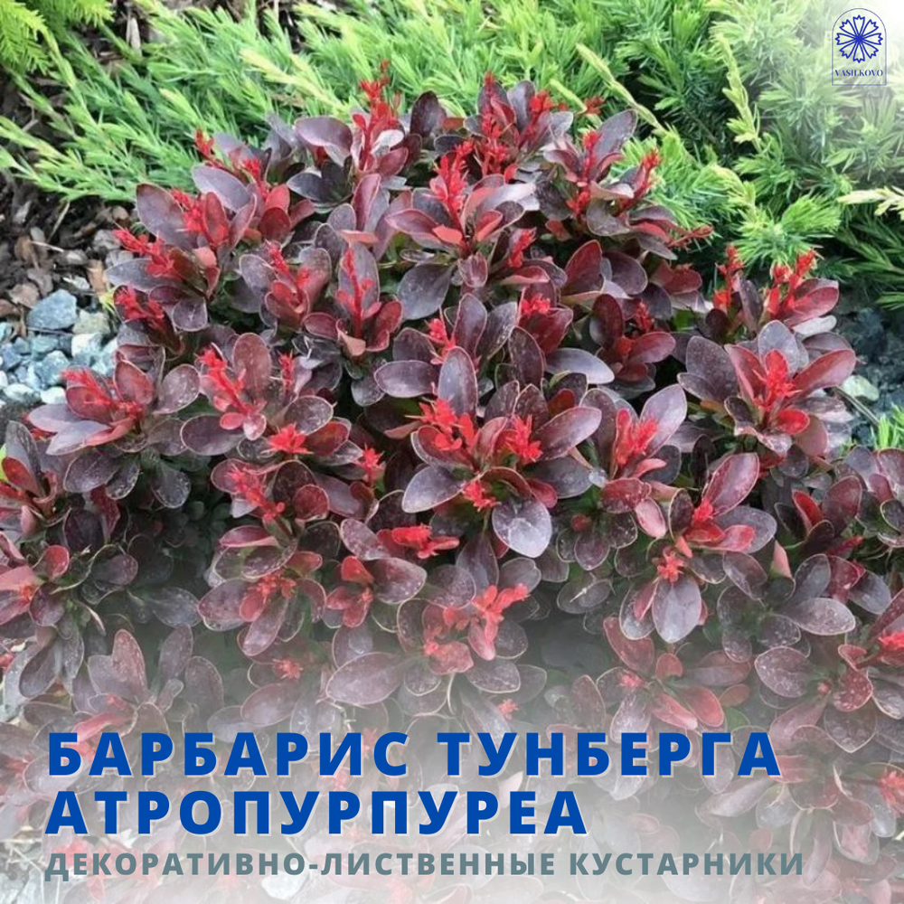 Барбарис Атропурпуреа