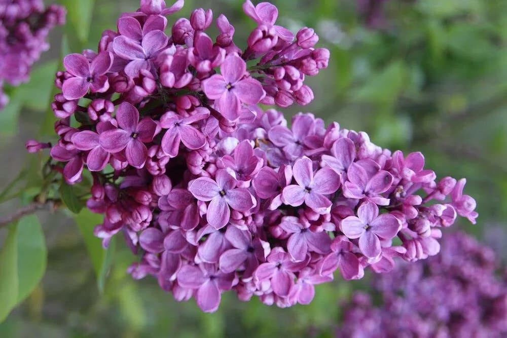 Сирень "СУМЕРКИ"