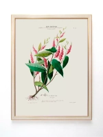 Постер настенный в багетной раме "Ботаника" 42*32 см
