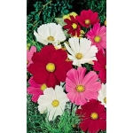 Семена Космея Сенсация Смесь 0,15гр (УД) Е/П