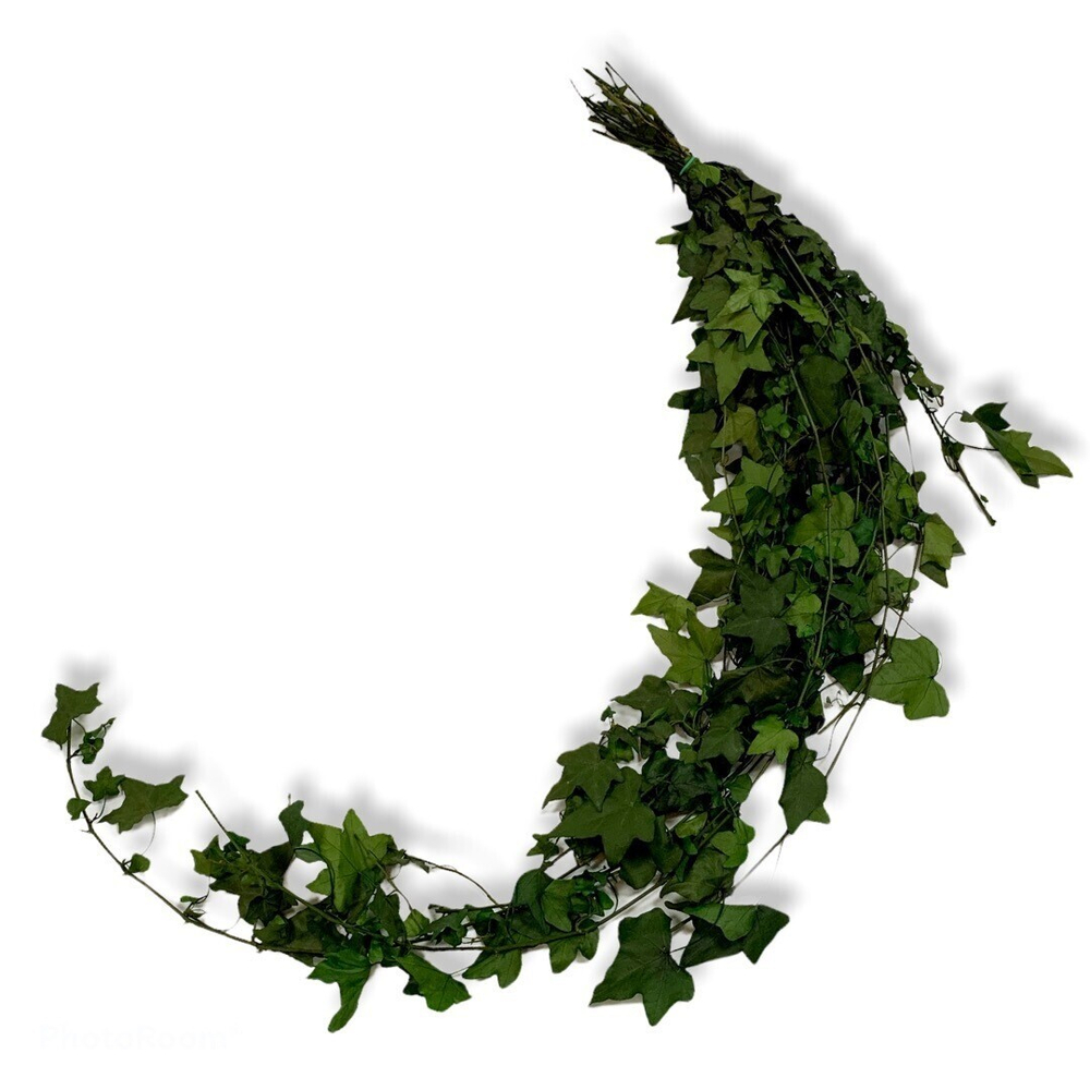 Плющ вьющийся