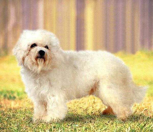 Болонез (болонскии бишон) Болонез (болонскии бишон)