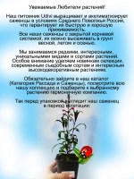 Гаура Гамбит Роуз
