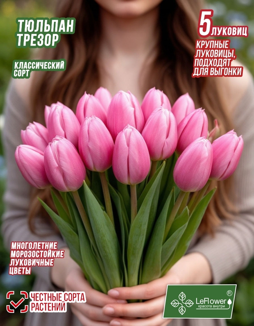 Тюльпан, Трезор 5 луковиц крупные