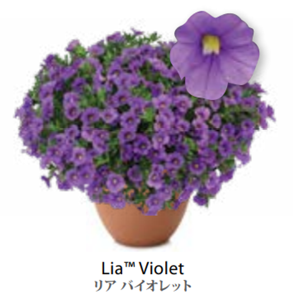 ЕВРО Calibrachoa Lia Violet укорененный черенок февраль 26 DAN