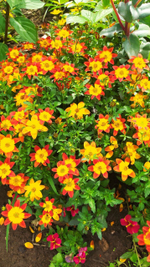 Ч2 Биденс Вlazing fire