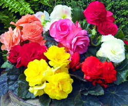 Бегония клубневая махровая