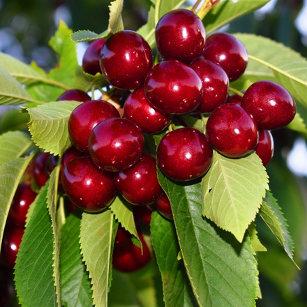 Черешня Ипуть