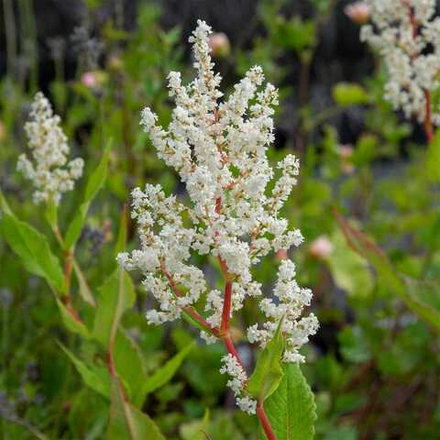 Горец изменчивый. Persicaria polymorpha.