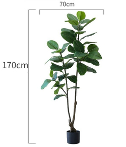 Фикус эластика зеленый 170 см.