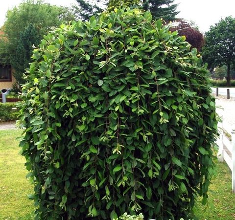 Ива козья Килмарнок