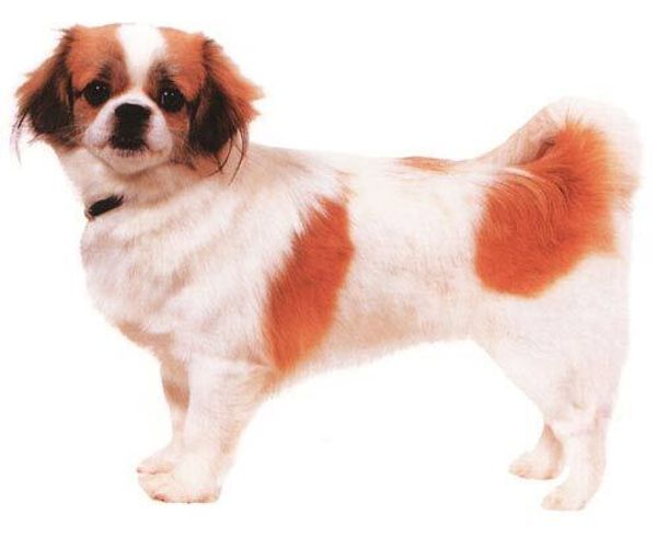 Тибетский спаниель