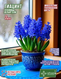 Гиацинт Луковицы цветы, Дельфт Блю, 3шт