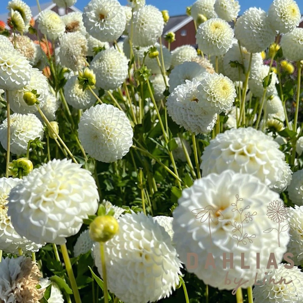 Георгин Ryecroft Jan (корень) Закупка М55 апрель 2026