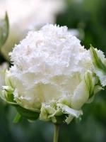 Тюльпан Махрово-бахромчатый Сноу Кристал