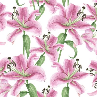 розовые лилии на белом фоне