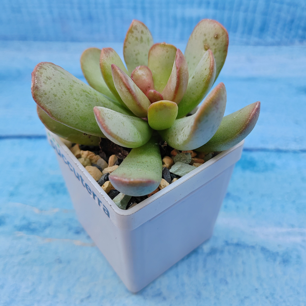 Adromischus Sphenophyllus (Адромискус)