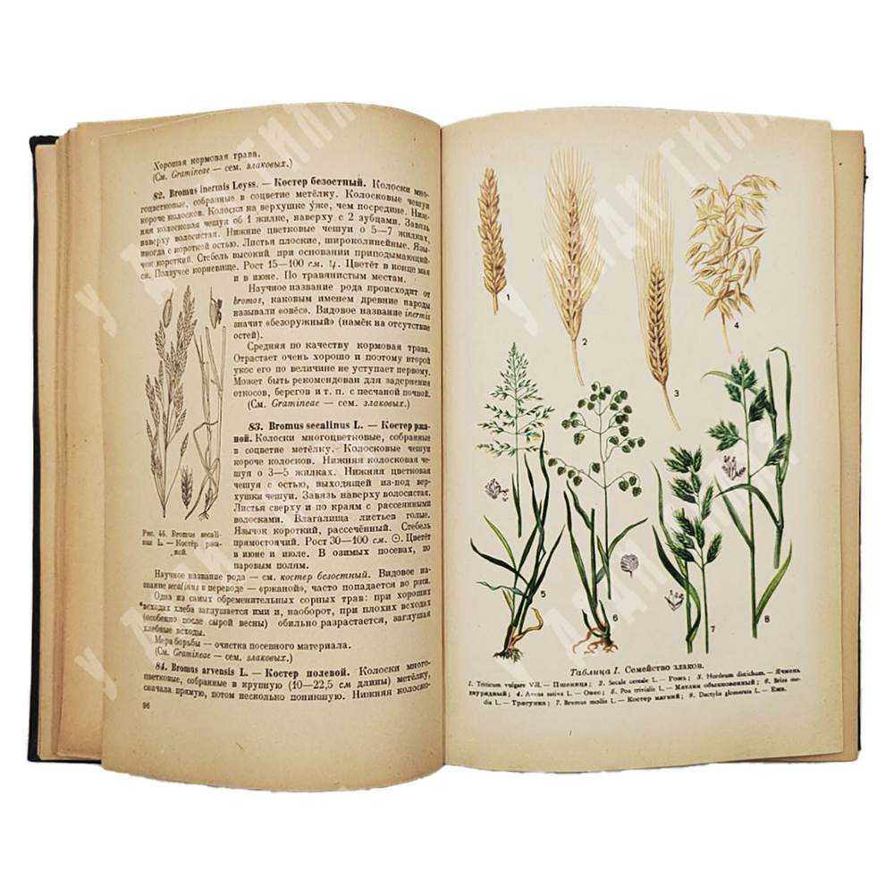 Нейштадт М. И. Определитель растений, М. 1948.