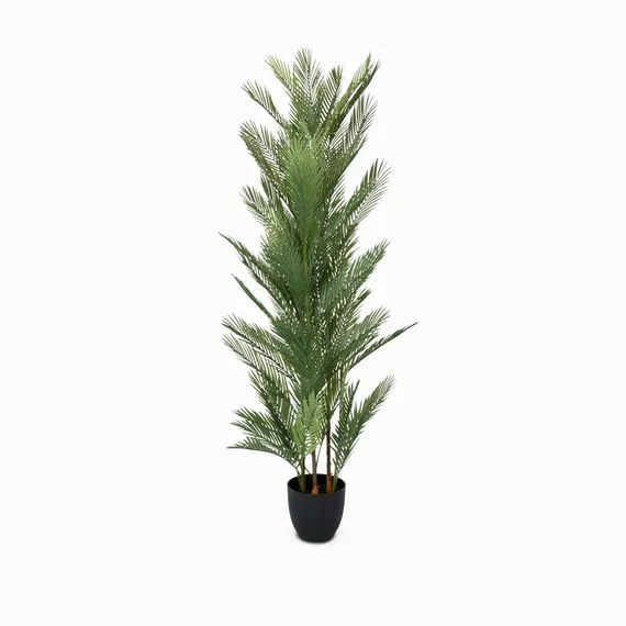 Ховея Пальмовая высота 178 см