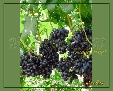 Виноград Ромбик