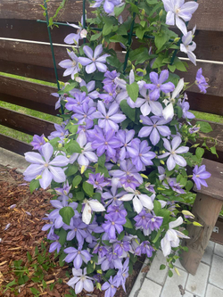 Клематис гибридный Миссис Чолмондели Закупка М33 апрель 2026