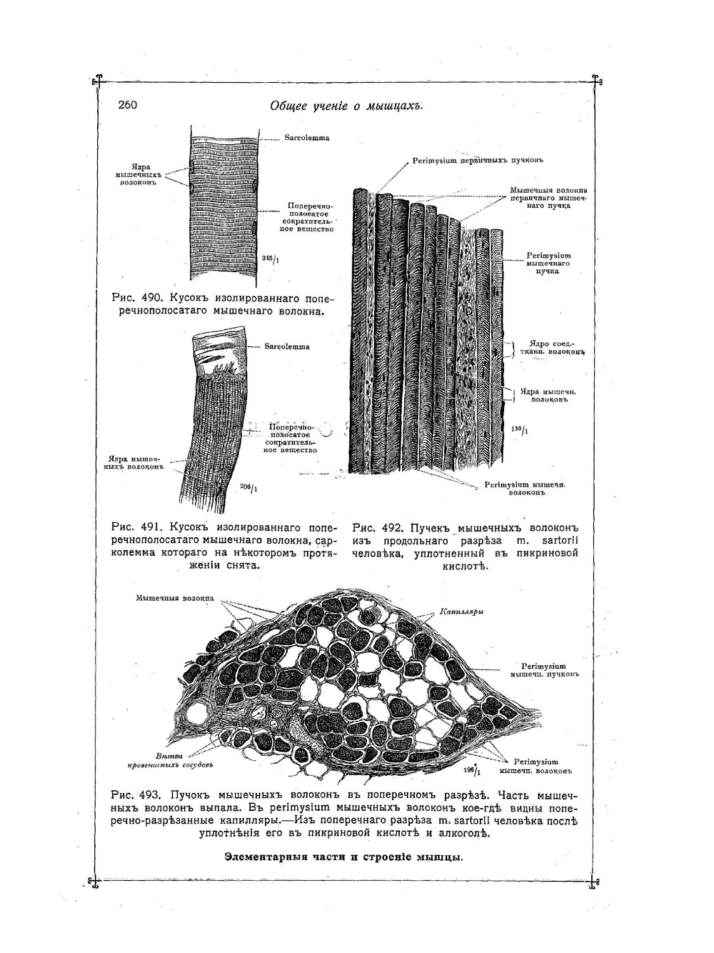 Анатомический атлас для студентов и врачей. Выпуск 3 | К. Толдт
