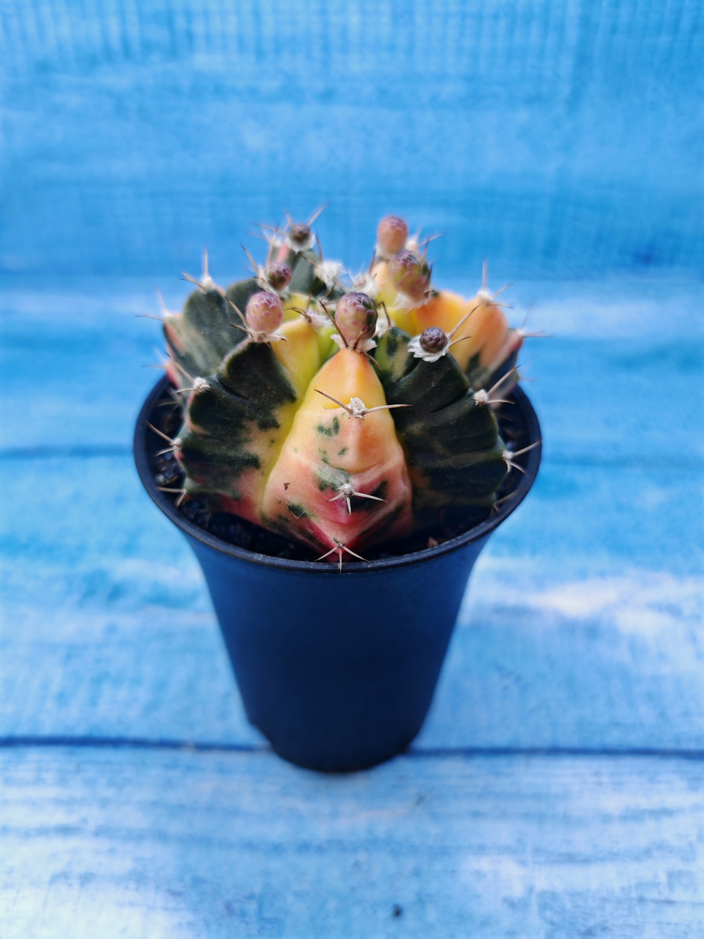 Gymnocalycium Variegata (Гимнокалициум Вариегатный)