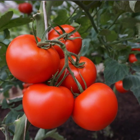 Полбиг F1 семена томата детерминантного (Bejo / Бейо) в поле – фото 3