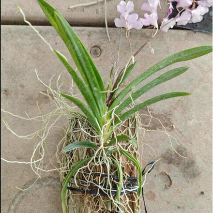 Орхидея IONOPSIS UTRICULARIOIDES