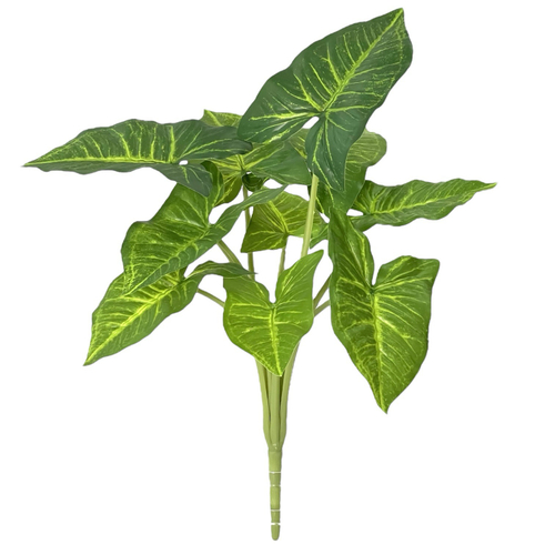 Сингониум куст 50 см.