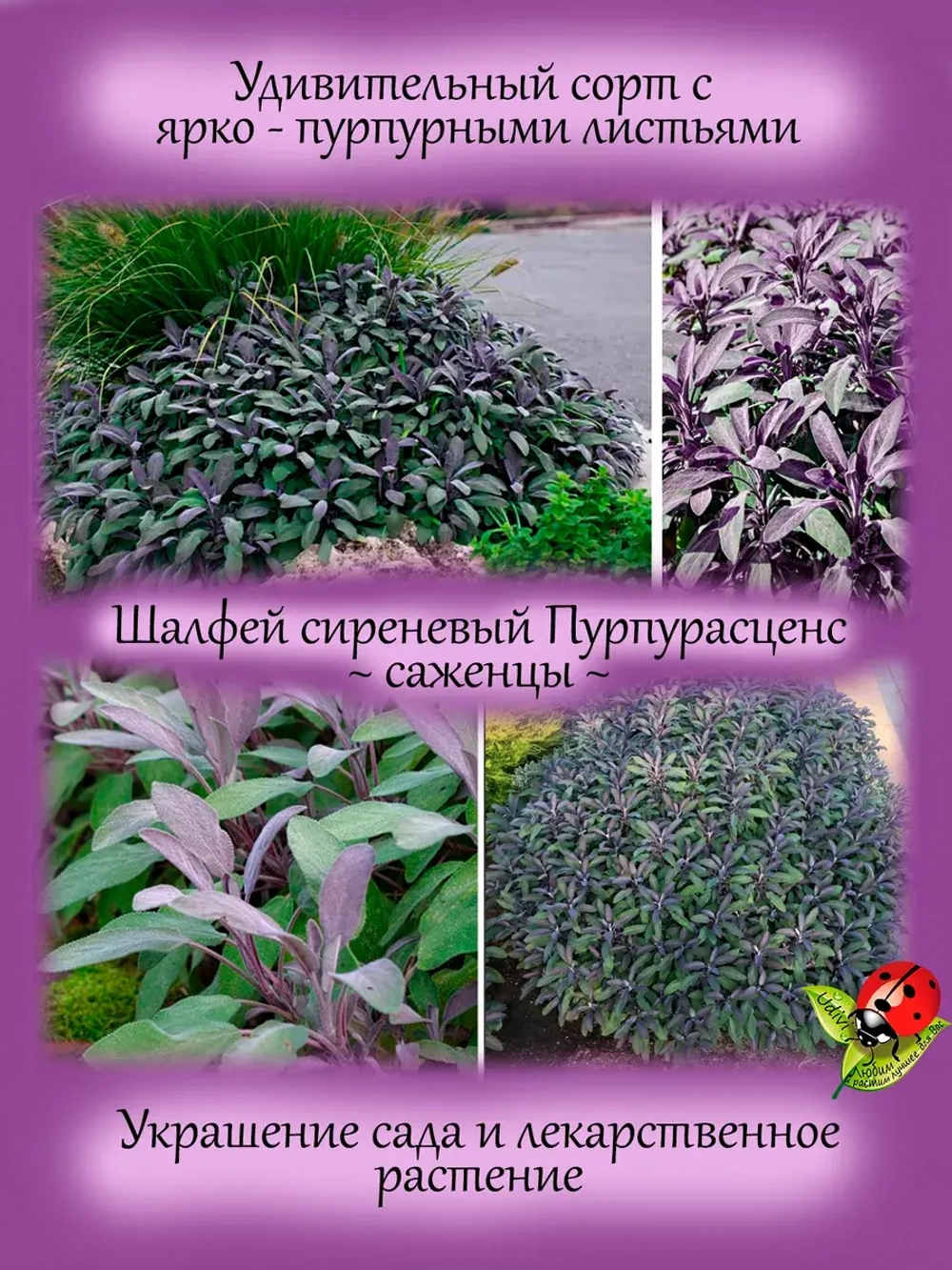 Шалфей Пурпурасценс фиолетовый вариегатный