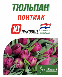 Тюльпан Луковица, Понтиак, 10шт
