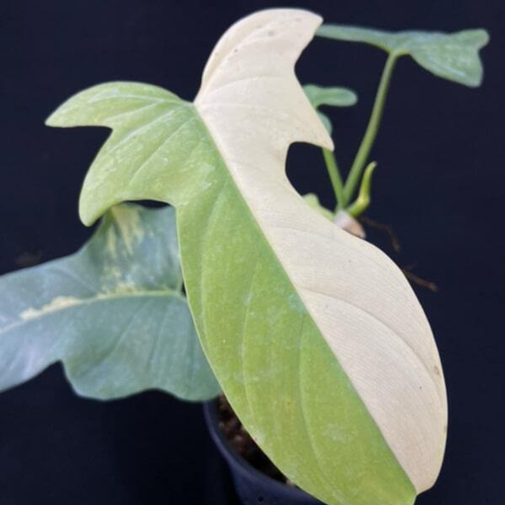 Филодендрон BIPENNEFOLIUM