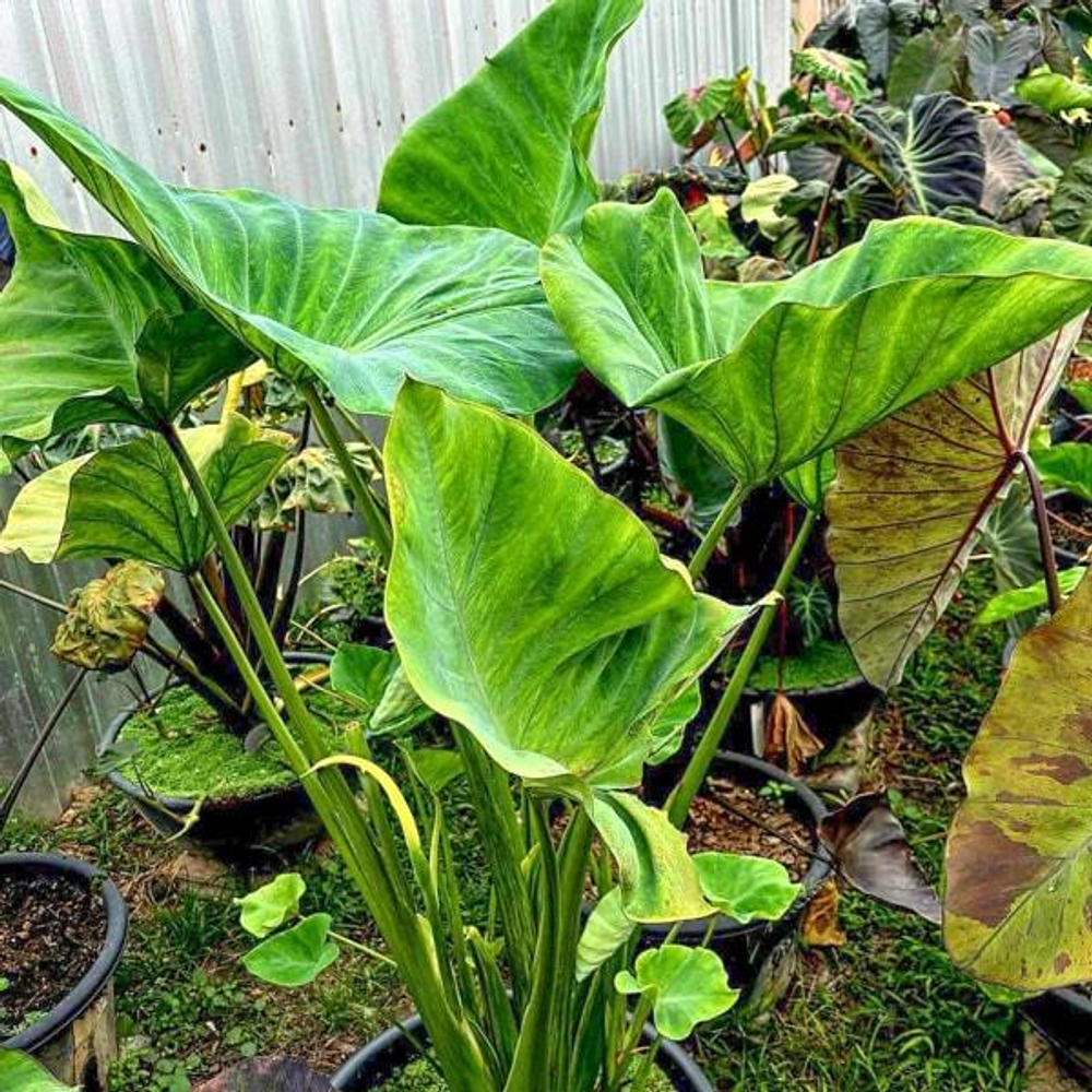 Колоказия GREEN UFO