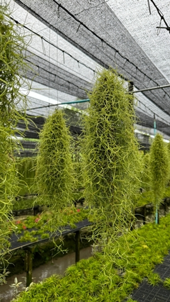 Тилландсии, поставка июнь 2026