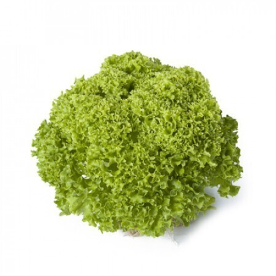 ЛУГАНО семена салата Rijk Zwaan культура – фото 2