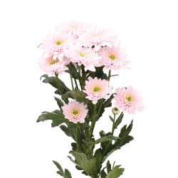 Commander Pink (NL)