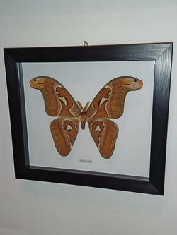 Бабочка Атлас самец в рамке