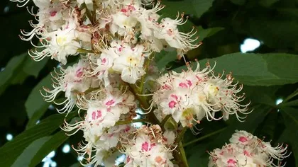 Каштан конский (цветы)