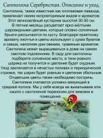 Сантолина Серебристая вечнозелёная