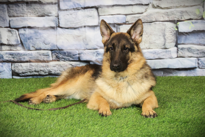 <span class="breadcrumb-page">ЭЙНШТЕЙН Из Поместья Боговик</span>