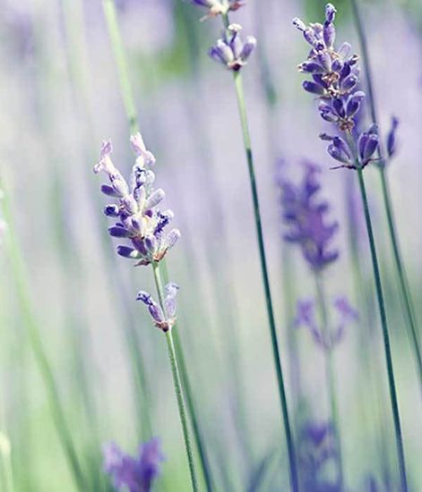 Ароматический воск Лаванда и ваниль Lavender Vanilla, Candle Warmers