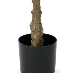 Фикус Лирата высота 165 см