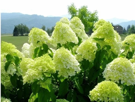 «Лаймлайт» (Limelight)  —  Метельчатая гортензия  Р9