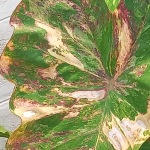 Колоказия PHET SAM YOT