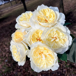 кусты для сада — сорт Розали Романтика — ароматная романтическая роза