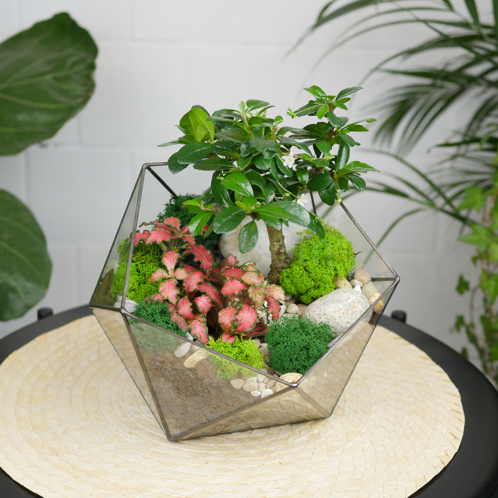 Готовый флорариум бонсай Кармона Икос