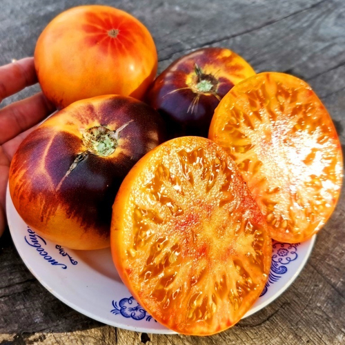 Помидоры Любовное Наслаждение от Близости при Свете Дня - Afternoon Delight Tomato