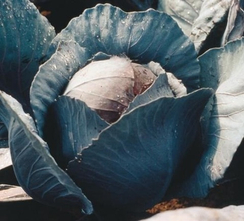 Фуэго F1 семена капусты краснокочанной (Clause / Клос)