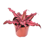 Криптантус